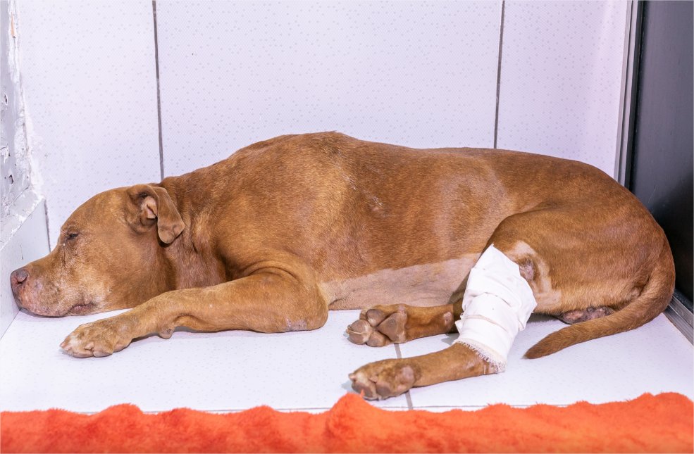 Cão enterrado vivo em Cuiabá não resiste mesmo após atendimento veterinário