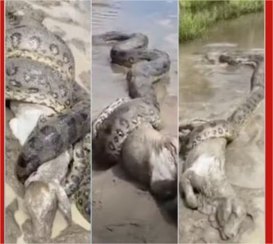 Vídeo: Policial registra sucuri enrolada em bezerro e desvenda mistério de desaparecimento de animais em MT