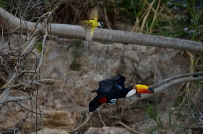 No Pantanal, bem-te-vi expulsa tucano para defender ninho