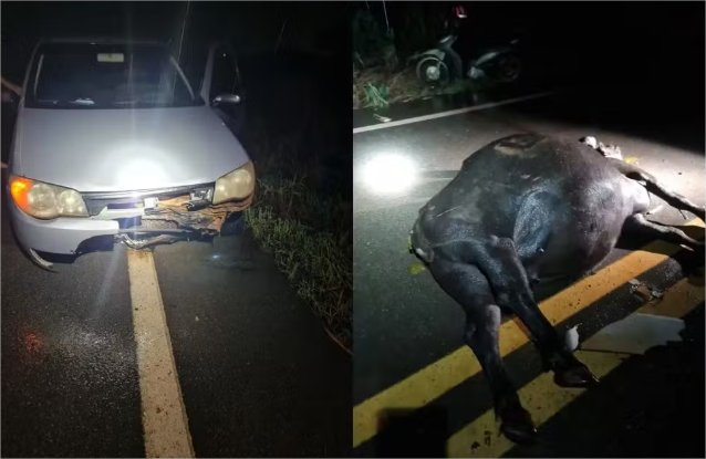 Búfalo solto em rodovia morre ao ser atropelado por carro na MT-241