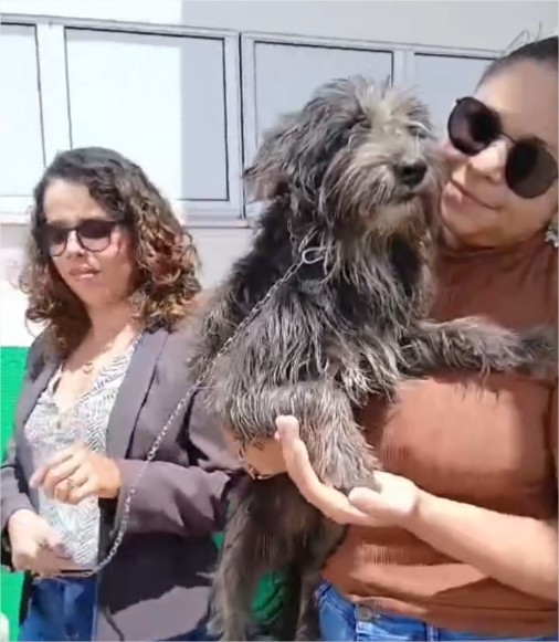 Cão que vigiava porta de UPA à espera de dono falecido ganha novo lar; veja vídeo