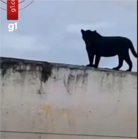 Vídeo: onça preta é vista em cima de caixa d’água em fazenda de MT