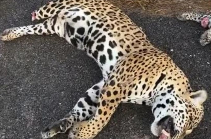 Vídeo: Duas onças são mortas por atropelamento na rodovia MT-560