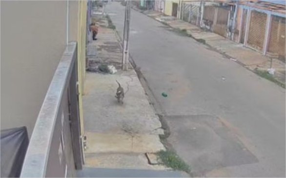 Vídeo flagra Pitbull atacando dois cães em VG; um deles morreu