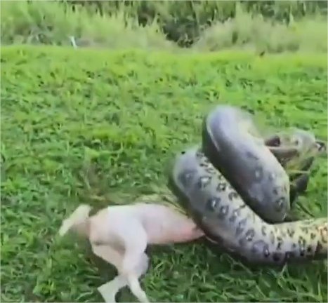 Cachorro é atacado por sucuri de 3 metros e é salvo por militares do Exército; veja