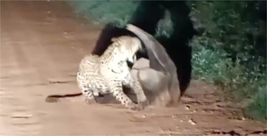 Vídeo: Tamanduá-bandeira leva a melhor em confronto com onça-pintada em MT