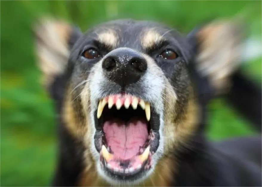 Ataques de cães; saiba como agir ao se deparar com animal solto na rua