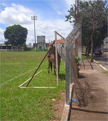 Cavalo agoniza com pata ferida há 10 dias em campo de futebol e protetores pedem socorro; vídeo