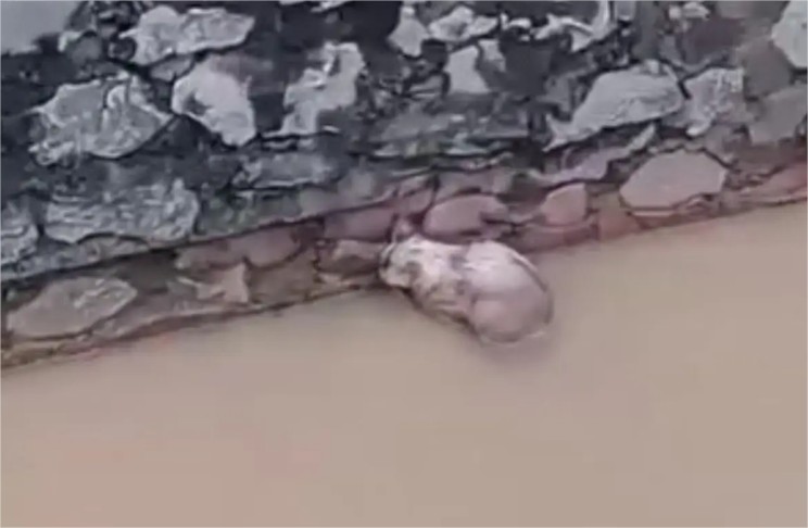 Pintor entra na água para salvar gato em MT; veja vídeo