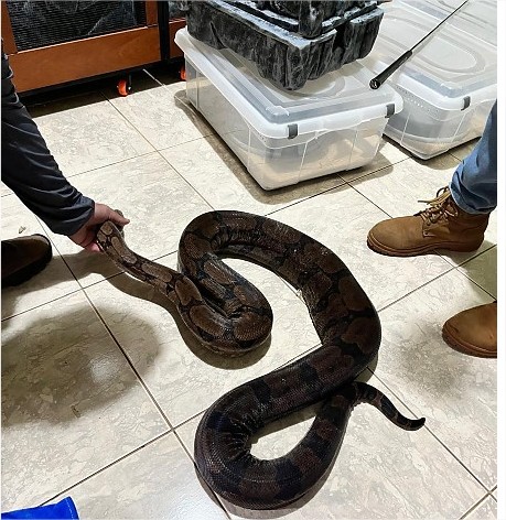 Polícia e Sema apreendem cobras, escorpiões e geckos sem registro em Cuiabá; vídeo