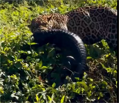 Vídeo: Onça surpreende ao capturar jacaré e ‘posar’ para foto em MT