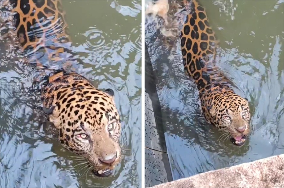Onça-pintada fica presa em canal, reage e assusta bombeiros durante resgate em MT