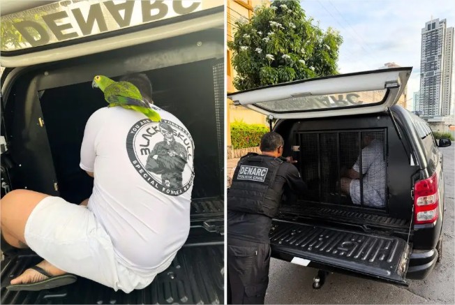 Papagaio não abandona dono e o acompanha até carro da polícia durante prisão