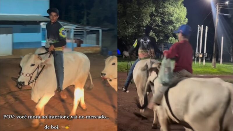 Bois que levam donos ao mercado viralizam no interior de Mato Grosso