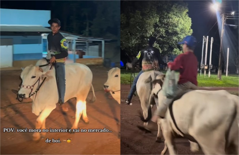 Bois que levam donos ao mercado viralizam no interior de Mato Grosso