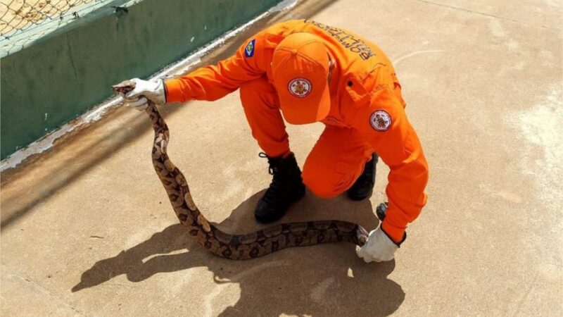 Bombeiros militares resgatam jiboia de 1,5 metro em área de lazer de município