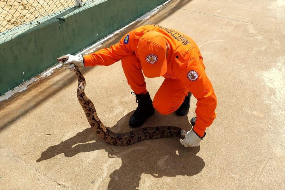 Bombeiros militares resgatam jiboia de 1,5 metro em área de lazer de município