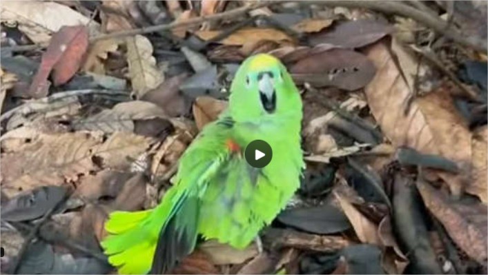 Papagaio fica bêbado após consumir cacau fermentado e vídeo viraliza nas redes sociais; veja